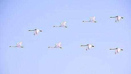 《英雄无敌：上古纪元》新视频 新圣殿城镇和天使展示